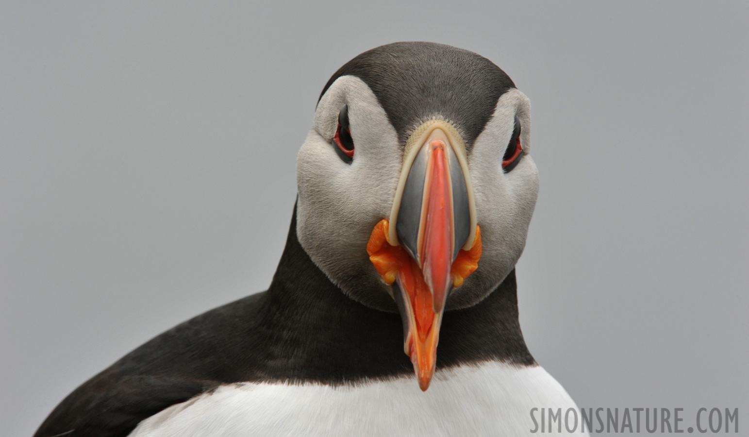 Fratercula arctica naumanii [550 mm, 1/320 Sek. bei f / 16, ISO 800]